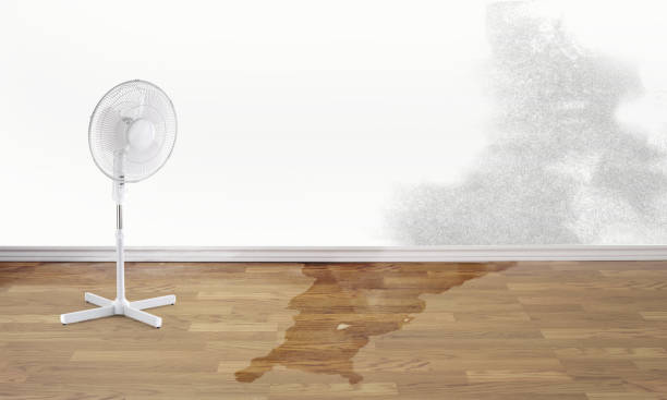 Best Professional water damage repair  in Elwood, NY